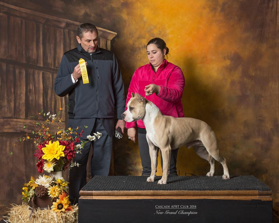Cyrus is a new UKC Grand Champion Pit Bull Terrier Conformation official win picture