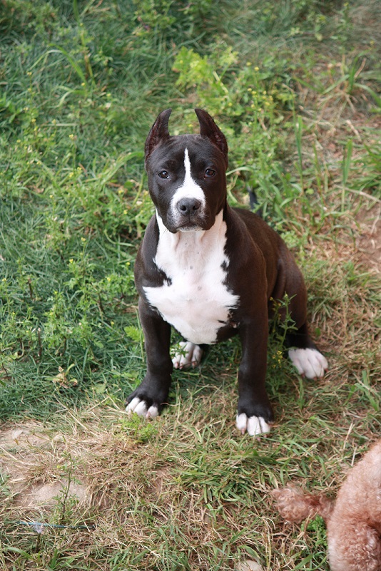 seal and white pit bull Cassi at 4 months old