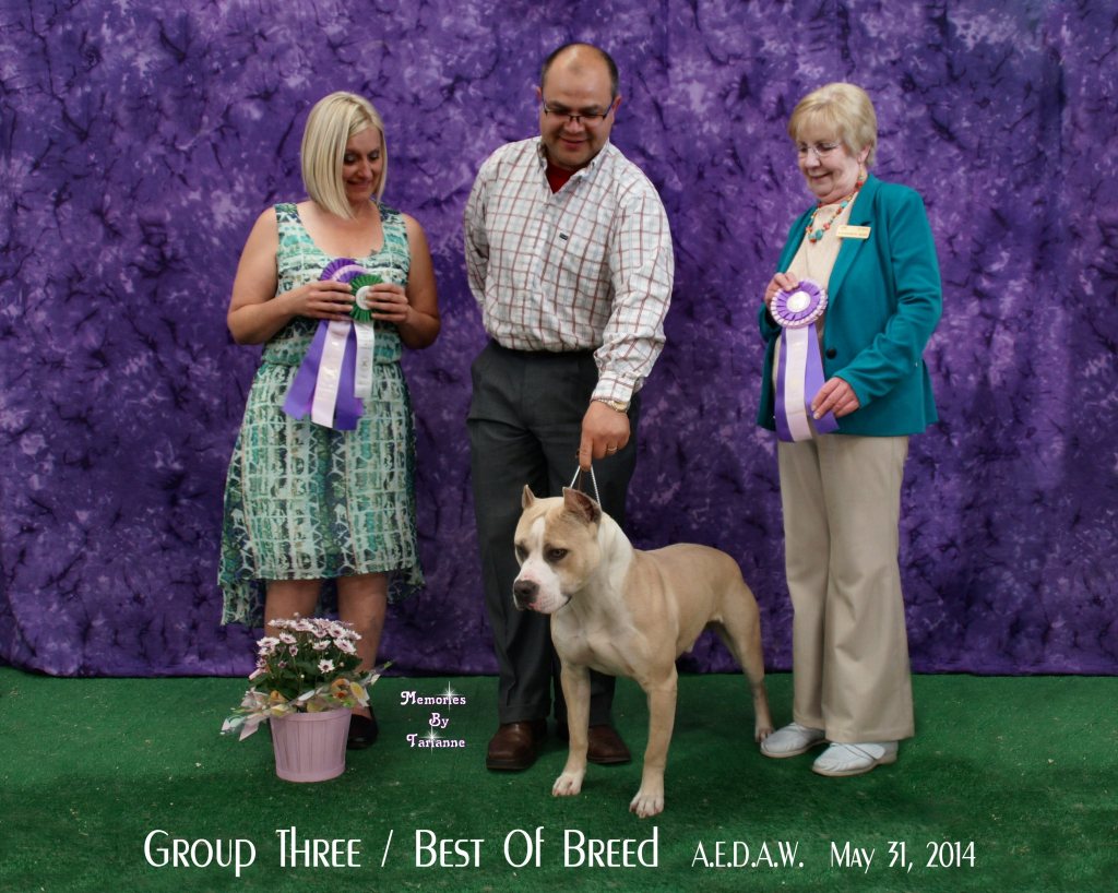 Cyrus wins group three, best of breed at a Pit Bull Terrier Conformation show official win picture