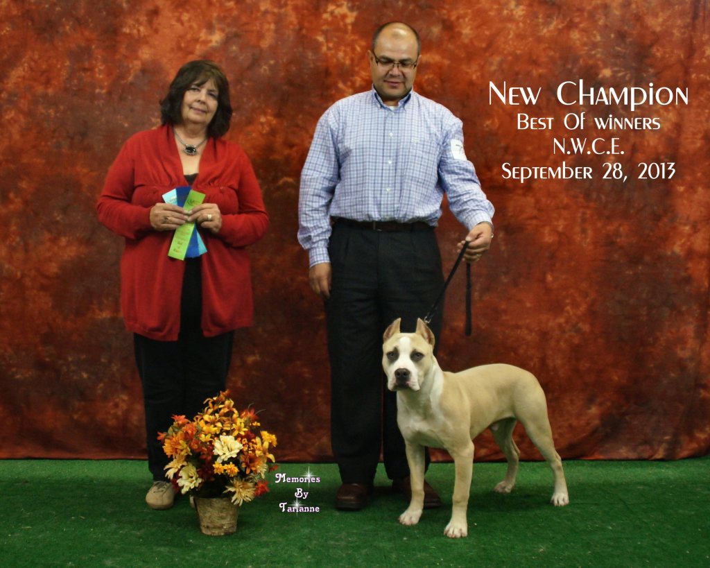 Cyrus is a new UKC Champion Pit Bull Terrier Conformation official win picture