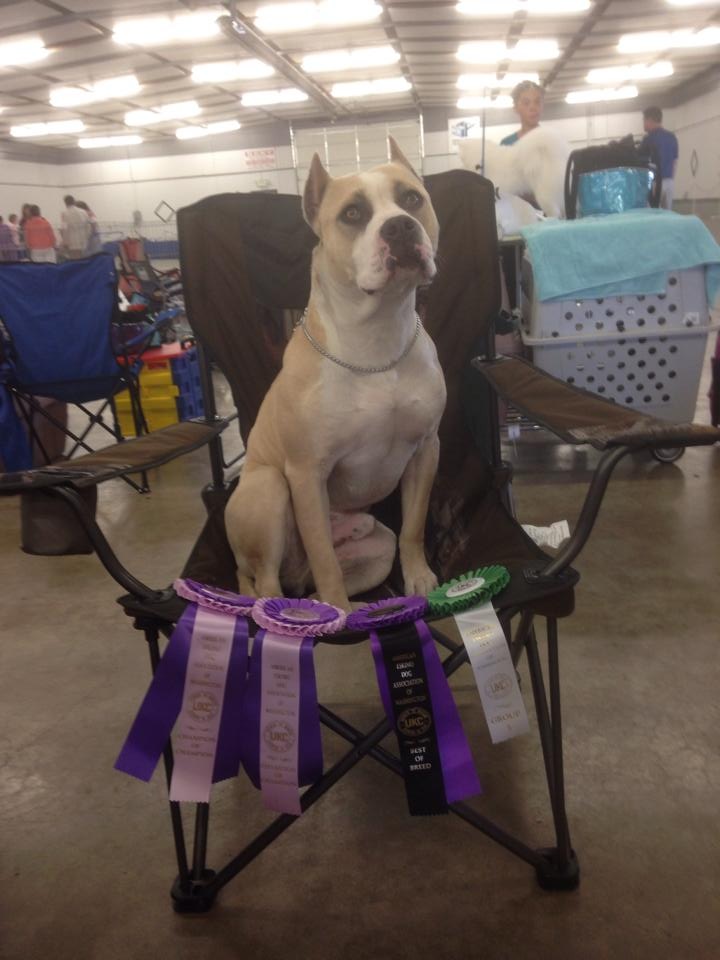 Cyrus showing off his win ribbons at a UKC Conformation show
