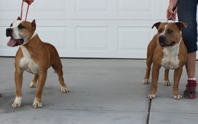 Cassi's grandfather Turbo on the left and father Bull on the right