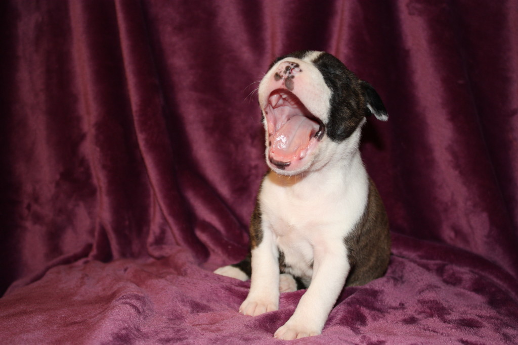 brindle and white pit bull baby Rayne yawning