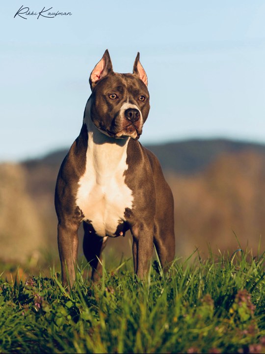 blue and white pit bull, blue nose, looking stunning in the sunset