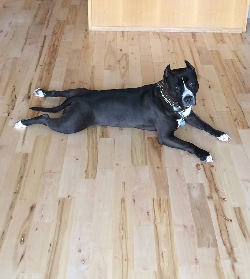 seal and white pit bull Cassi taking a break on the floor in the kitchen
