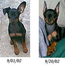 Mini Pinscher with and without cropped ears