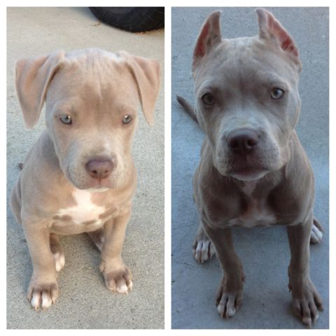 pit bull with and without cropped ears