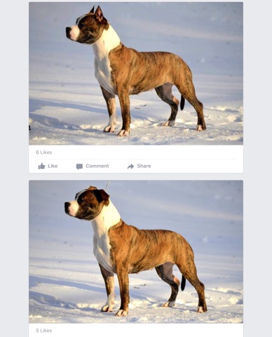 American Staffordshire Terrier with and without cropped ears