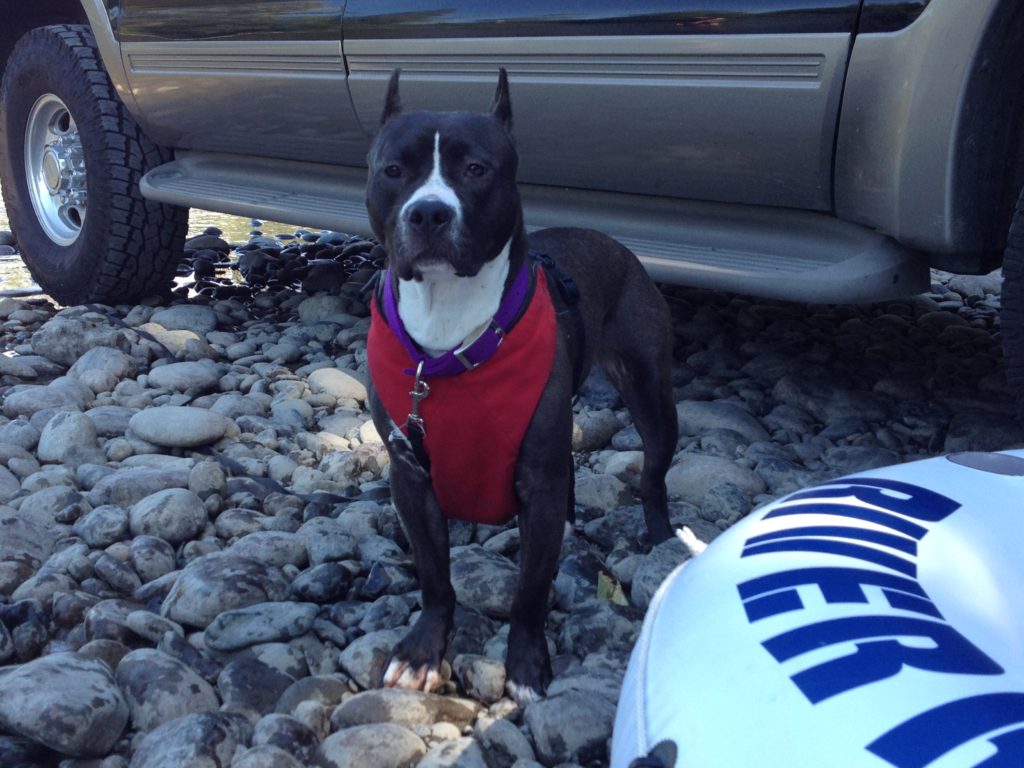 seal and white pit bull Cassi ready for a float down the river