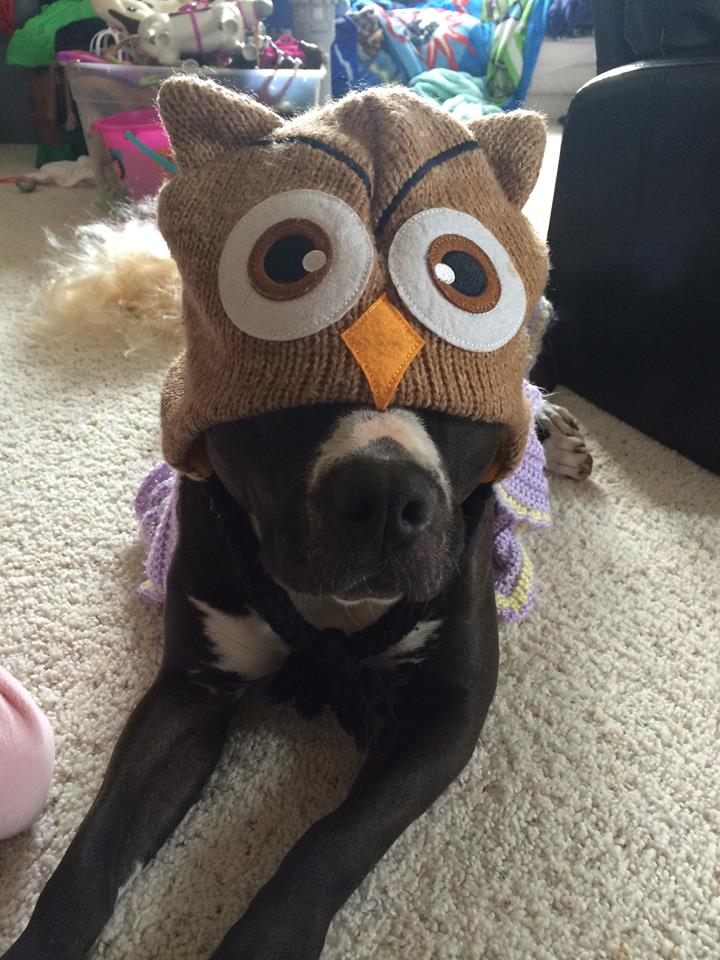 seal and white pit bull Cassi playing dress up