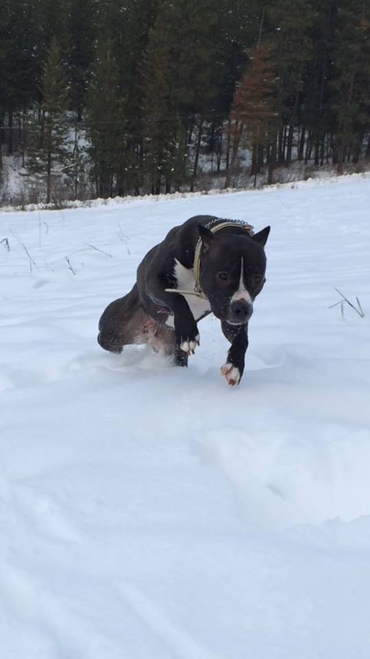 seal and white pit bull Cassi playing in the snow