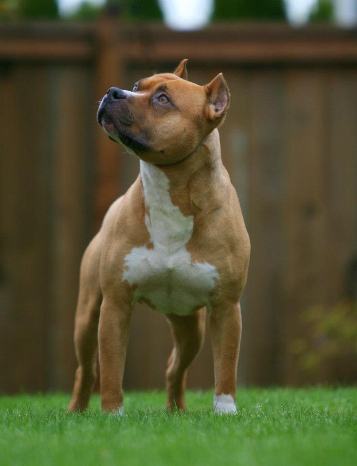 red and white pit bull Kaiman front shot