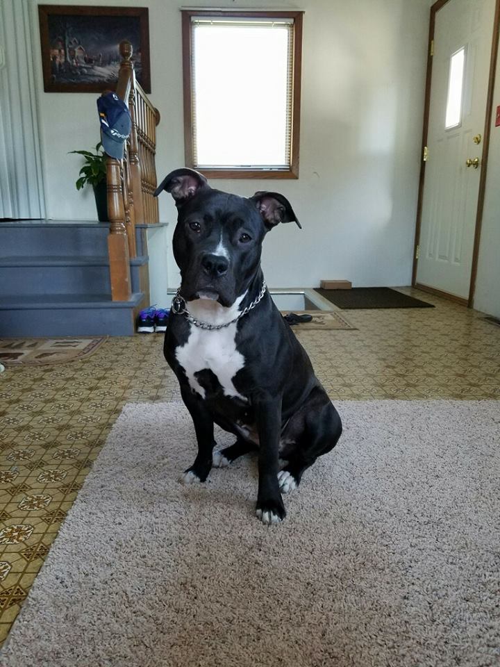 black and white pit bull Trinity at her home