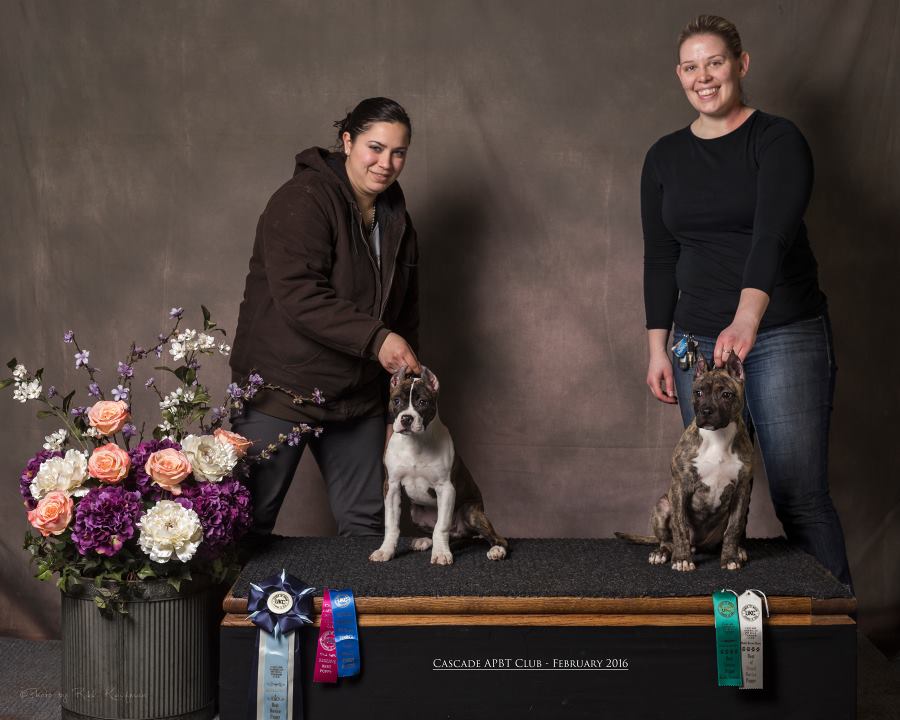 pit bull puppies Rayne and Ember winning shot from a UKC Confirmation Show