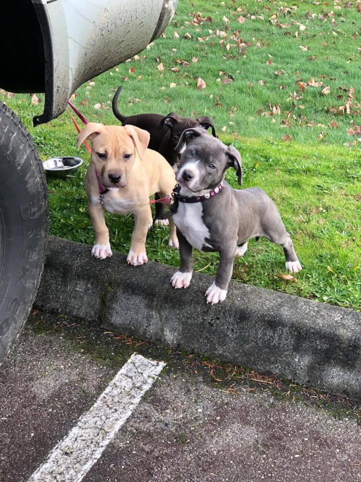pit bull puppies Bea Sam and Evay looking cute
