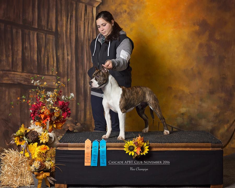 Rayne is a new UKC Champion Pit Bull Terrier Conformation official win picture