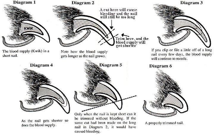 diagram explaining the kwik in a dogs nail and how to properly trim the nail