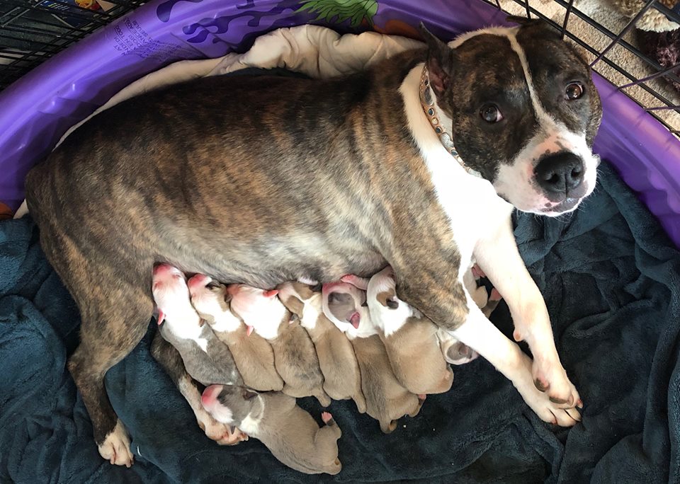 Rayne with her brand new puppies only a few days old