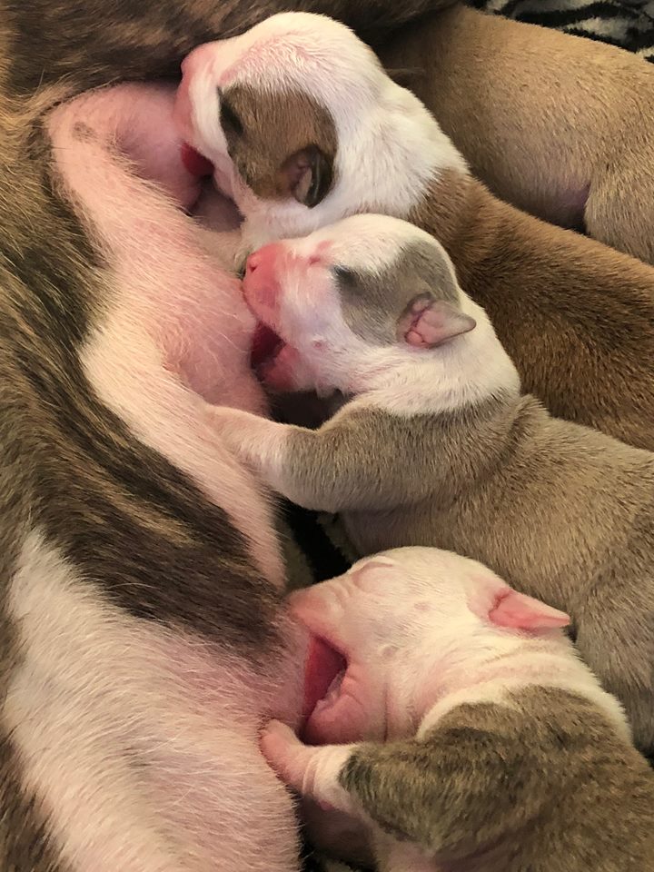 pit bull puppies suckling at their mothers teat