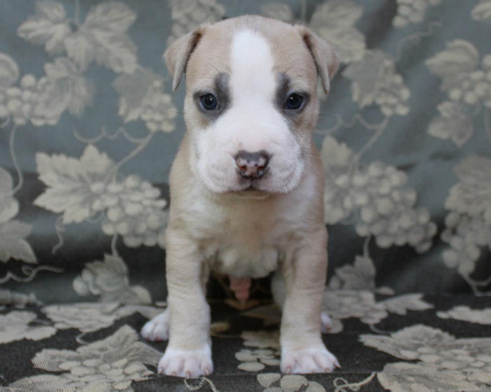 blue fawn and white pit bull baby Cyrus front shot at 6 weeks