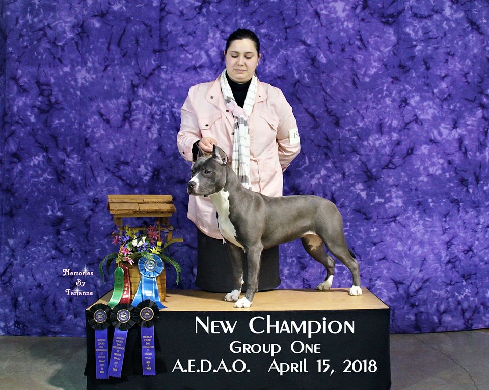 Evay is a New UKC Champion Pit Bull Terrier at 7 months old! UKC Conformation show official win picture.