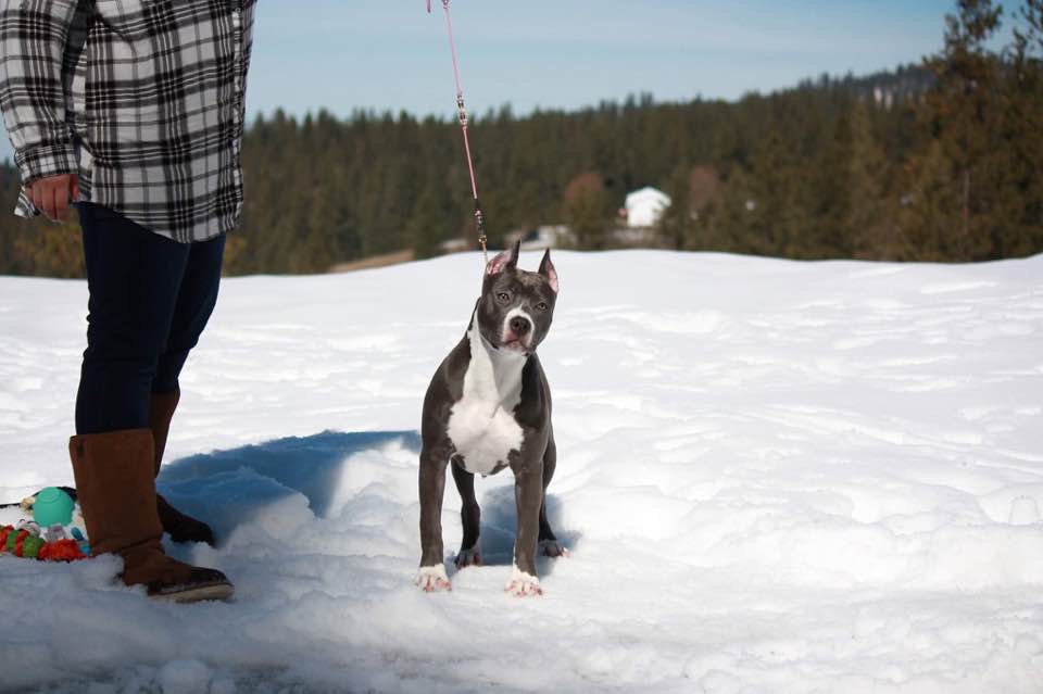 blue and white pit bull Evay front shot in the snow