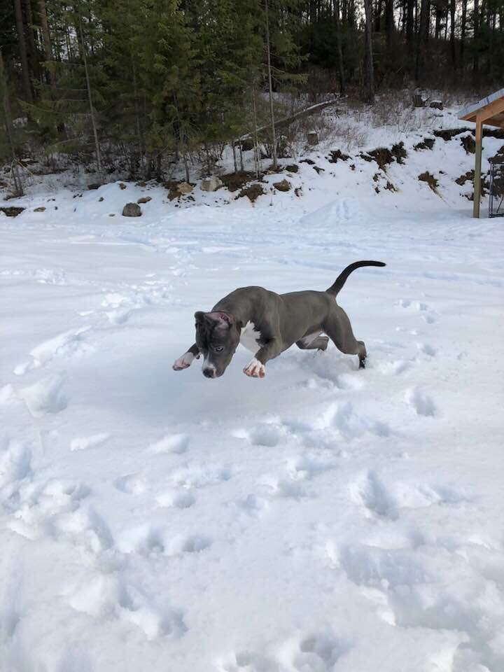 Evay mid leap into the snow and loving every minute