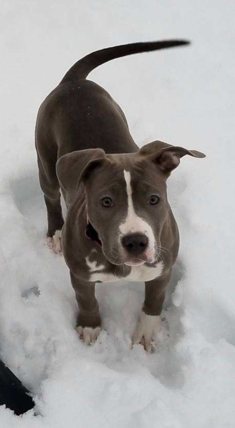 blue and white pit bull Lucy loving the Montana snow