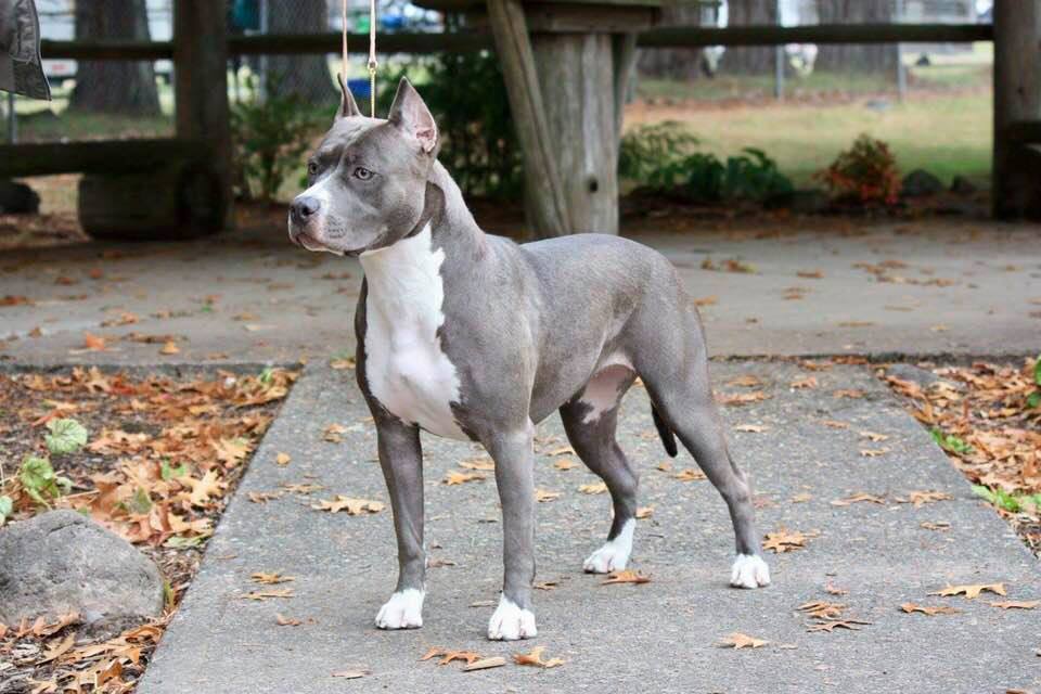 blue and white pit bull Evay side shot