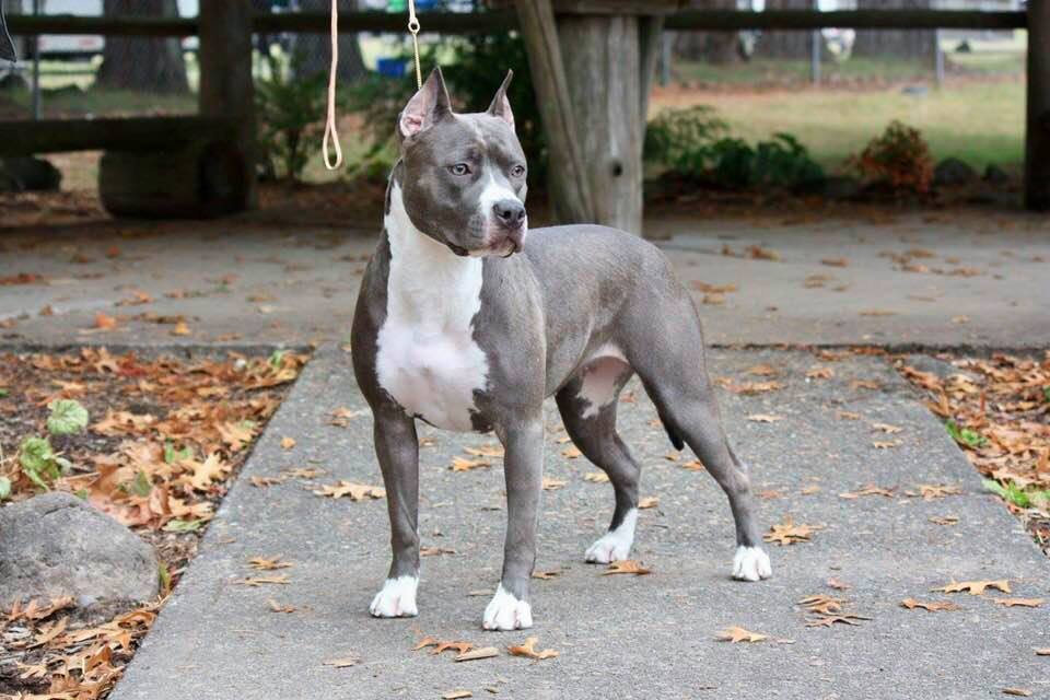 blue and white pit bull Evay side shot