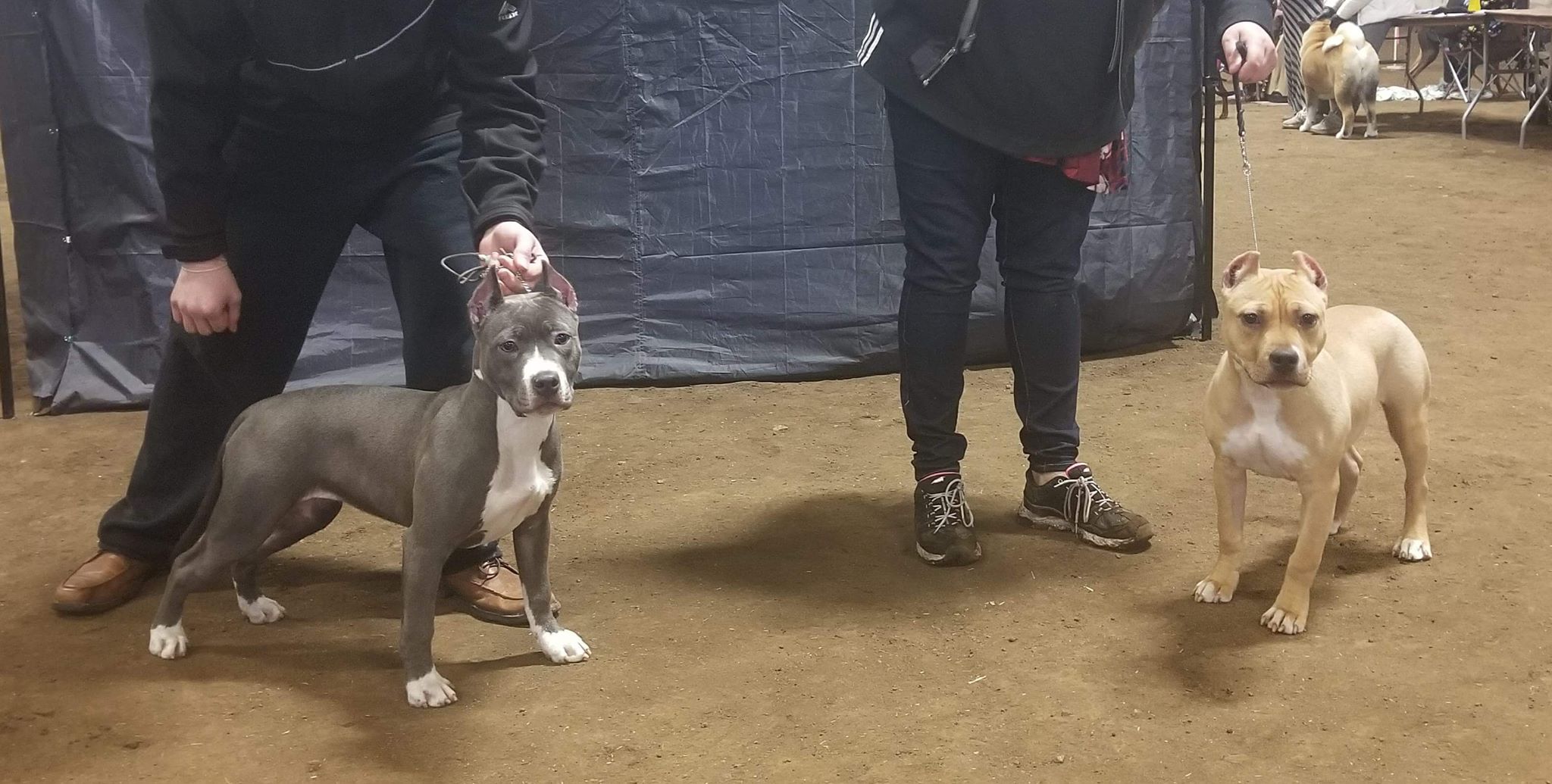 pit bulls ready to go into the show ring
