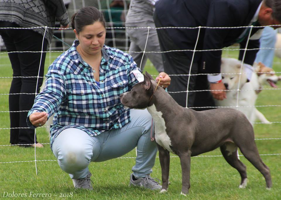 Erin and a side shot of Evay in the show ring