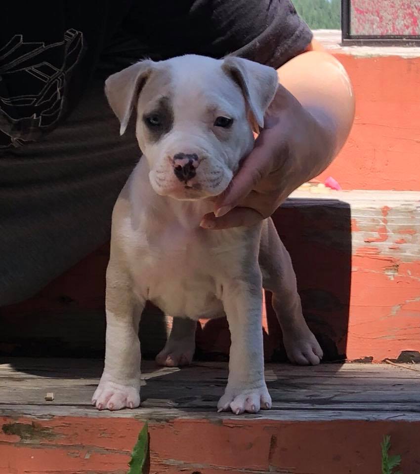 fawn and white pit bull puppy Buck in Spokane Washington with his loving family