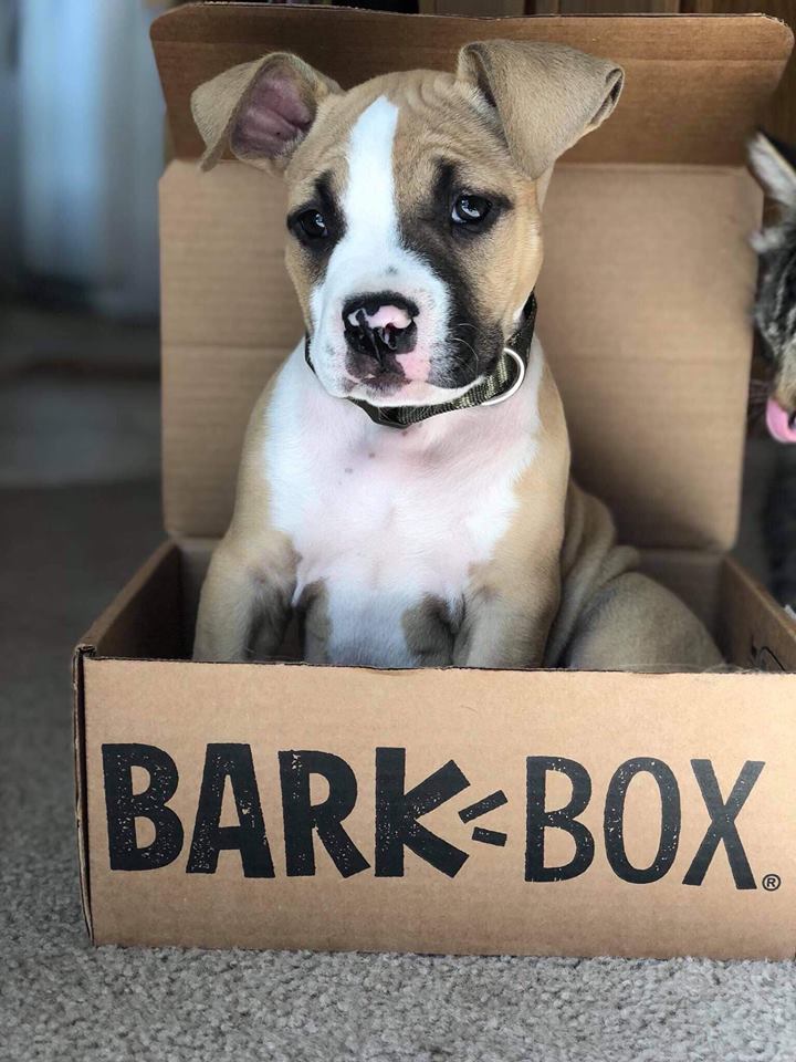 fawn and white pit bull puppy Kylo looking adorable in a BARK BOX