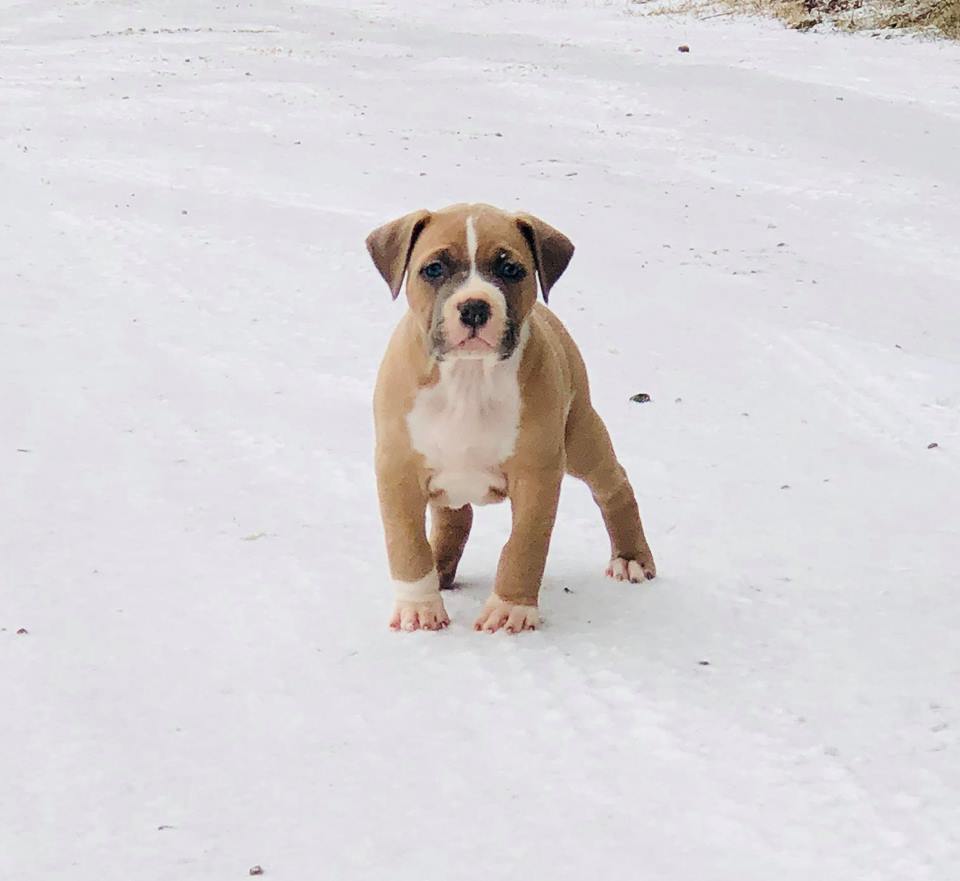 front shot of Annie a blue fawn and white pit bull puppy in the snow