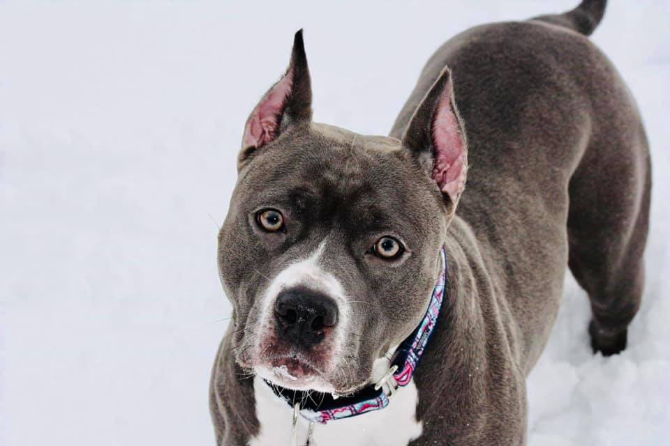 blue and white pit bull Evay standing in the snow looking into the camera