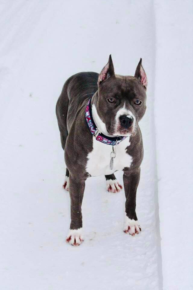 blue and white pit bull Evay standing in the snow looking into the camera