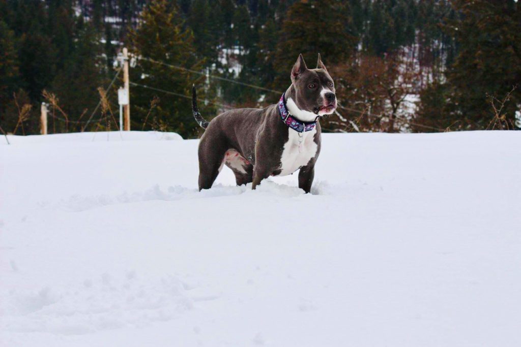 blue and white pit bull Evay standing in the snow