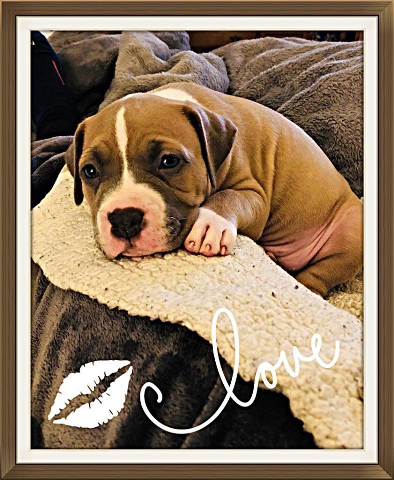 blue fawn and white pit bull puppy Annie on a blanket