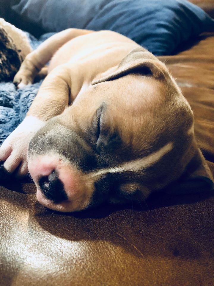 blue fawn and white pit bull puppy Annie taking a nap
