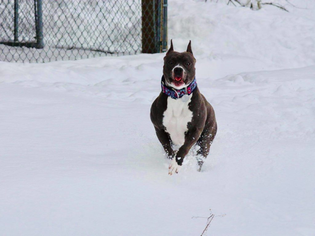 blue and white pit bull Evay mid jump in the snow