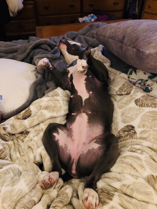 blue and white pit pull Evay laying on her back feet in the air