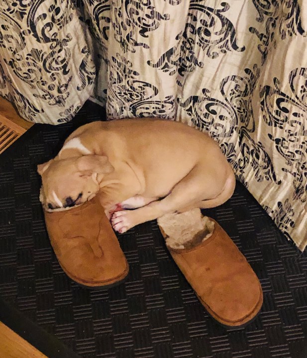fawn and white pit bull puppy Apollo loves shoes