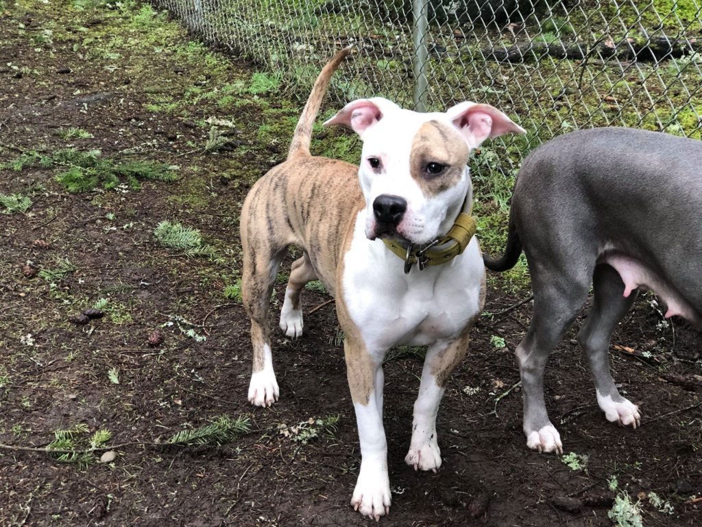 brindle and white pit bull River striking a pose