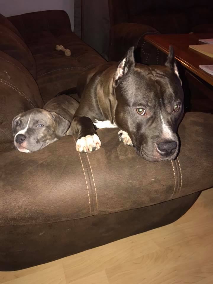 two pit bulls Abby and Sam resting on a couch
