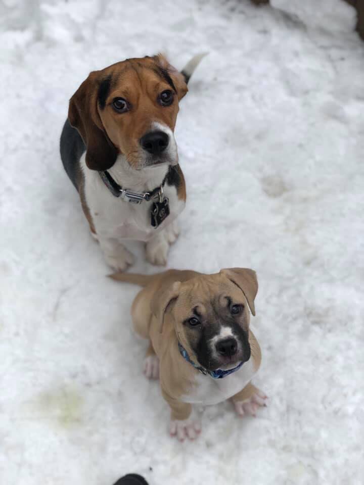fawn and white pit bull puppy Tank in the snow with a friend