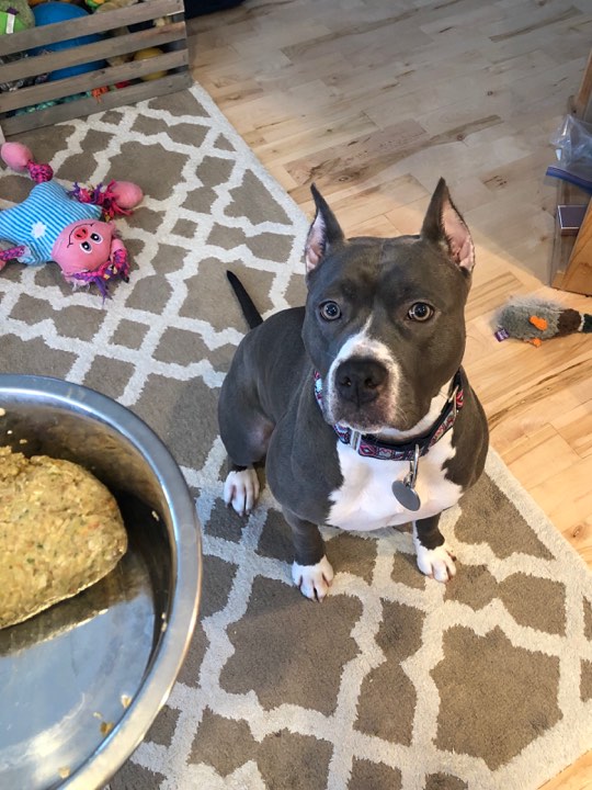 blue and white pit bull Evay waiting patiently for her food