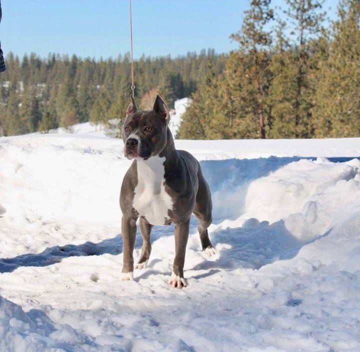 blue and white pit bull Evay striking a pose in the Spokane, Washington snow