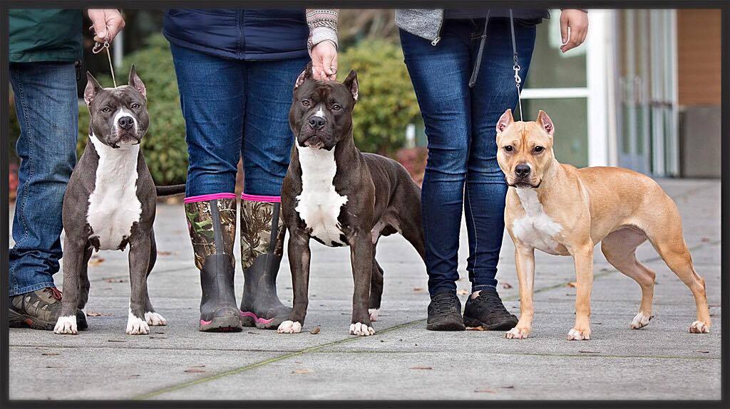 Three amazing pit bulls ready for the show