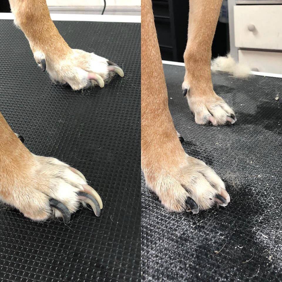 the effect long nails have on a dogs posture and bone structure side by side photo